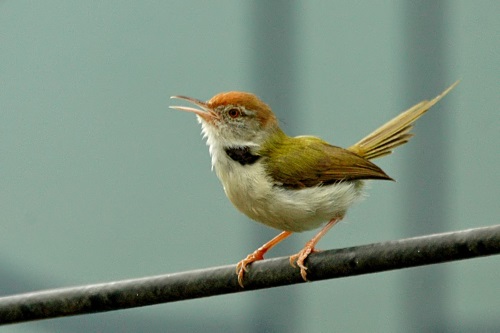 尾長裁縫鳥