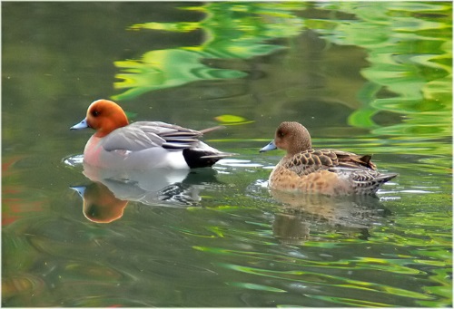 緋鳥鴨