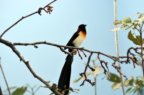 鳳凰雀