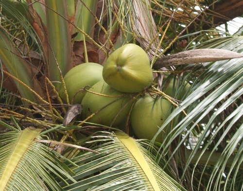 檳椰子（びんろうじ）