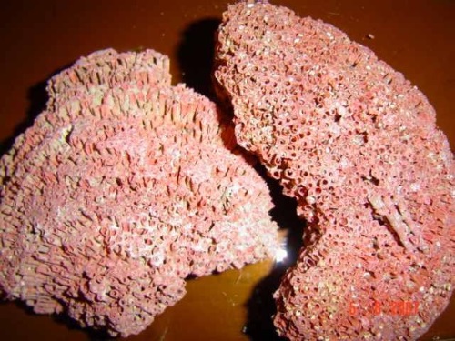 モモ珊瑚