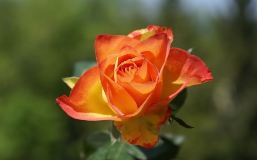 薄いオレンジ色のバラ